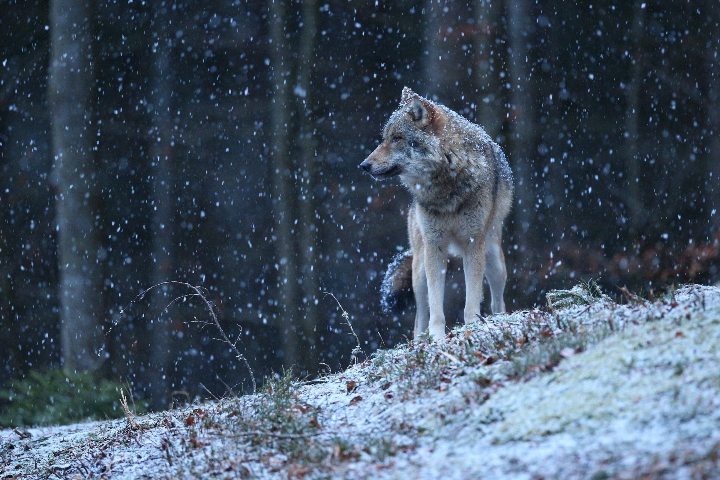 Wolf in snowfall